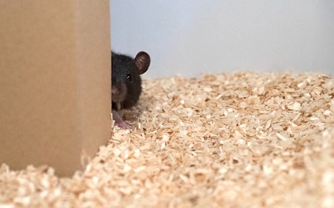 Las ratas tienen una gran habilidad para esconderse